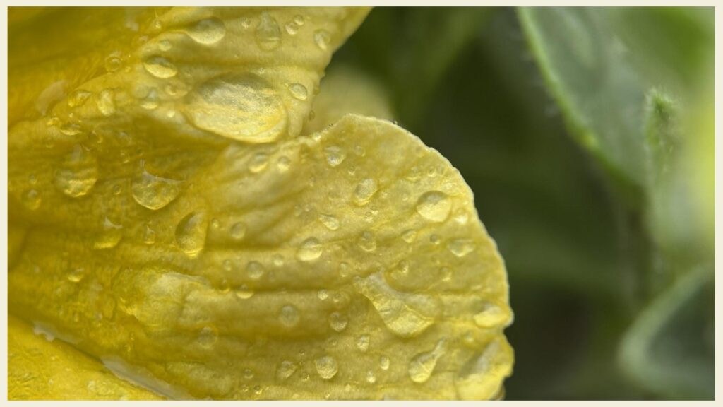 Gelbe Blume mit Wassertropfen